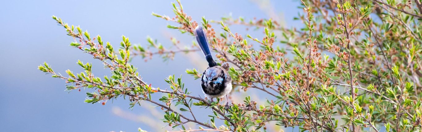 burn-out_pixabay-superb-fairywren-6075839