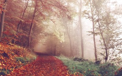 dankdag-en-verlies_tree-nature-forest-path-pathway-plant-910652-pxhere