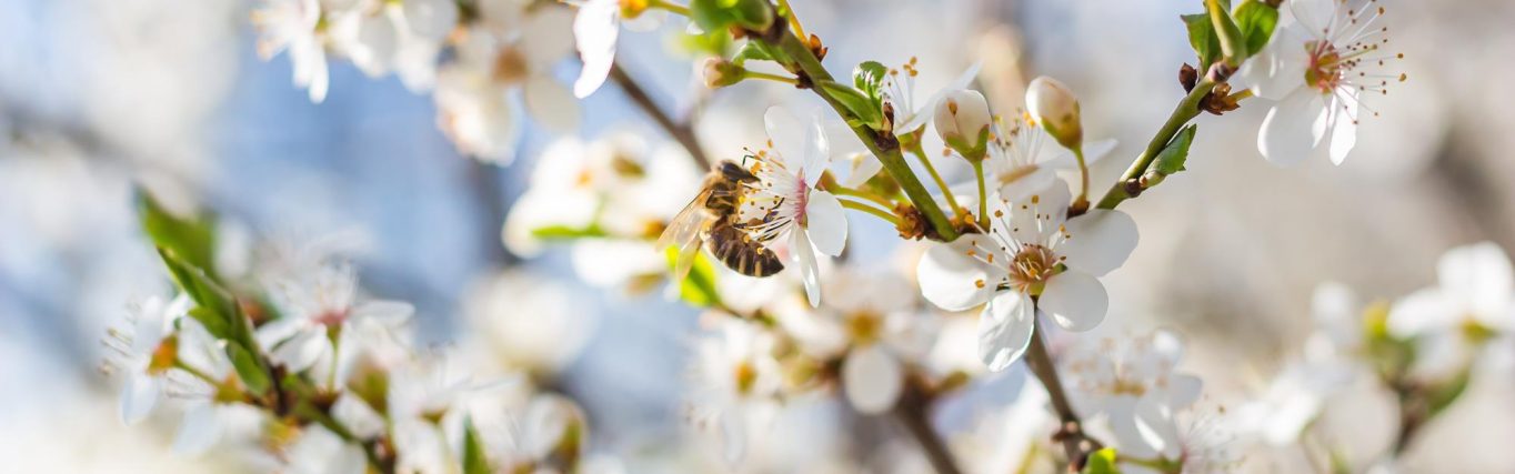 de-lente-komt_pixabay-plum-blossom-6169571