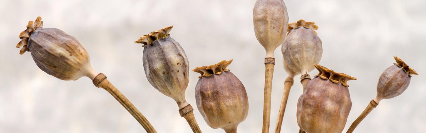 samen-lezen-in-de-zomervakantie_pixabay-poppy-651036