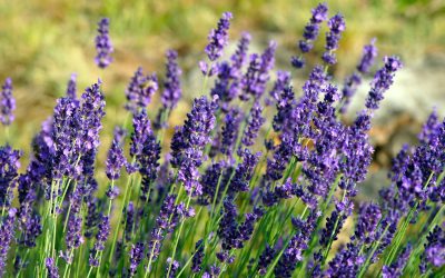 verborgen-omgang-met-god_pixabay-lavender-7274290