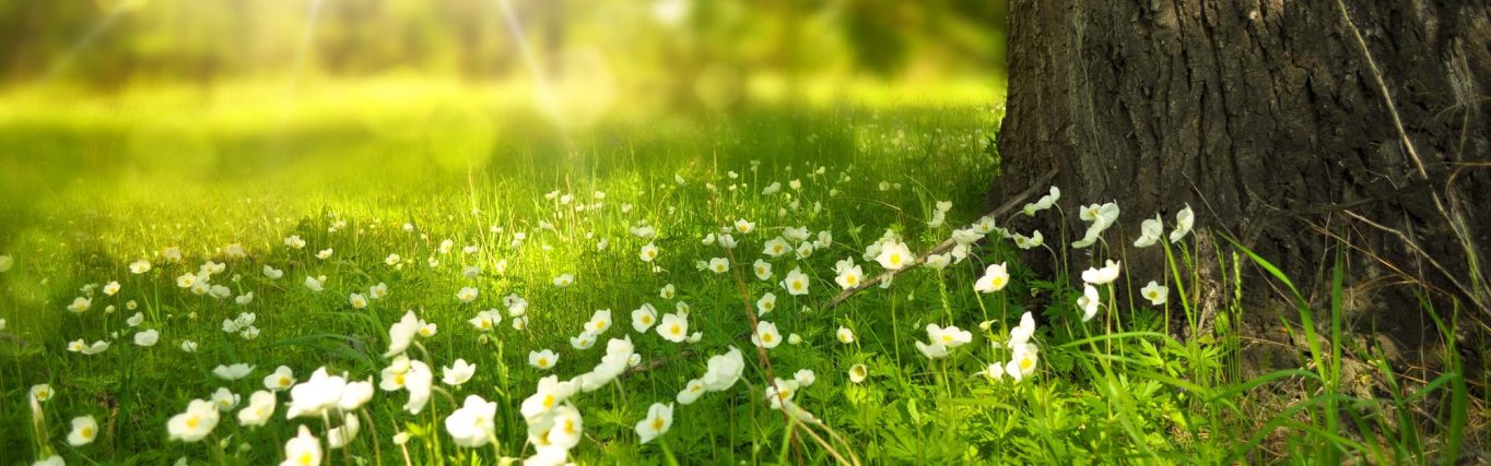 verhaal-huisgodsdienst_pickpik-spring-tree-flowers-meadow