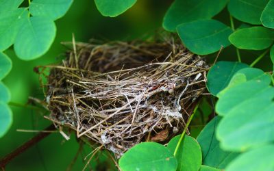 vogelnestje_pixabay-nest-5525206